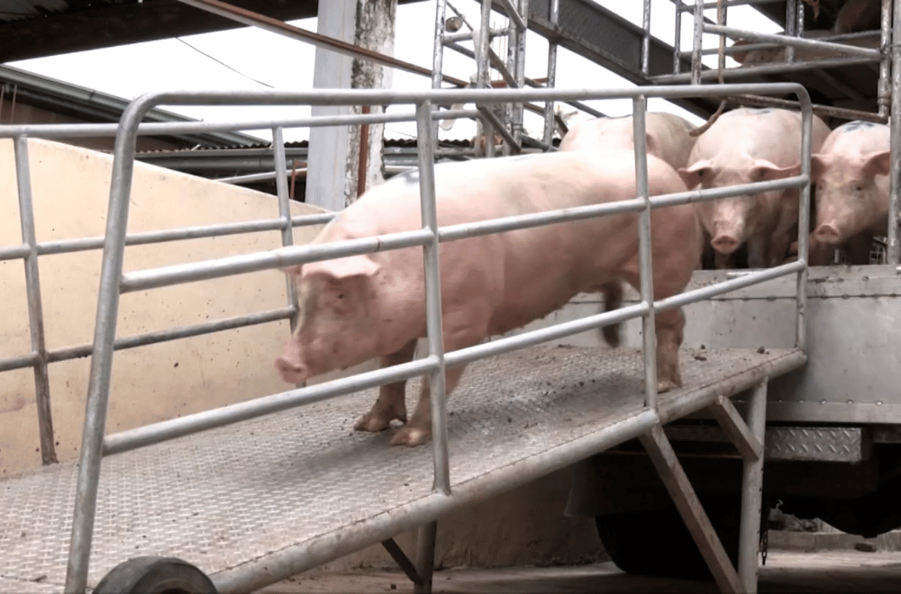 Photo via GMA Regional TV One North Central Luzon