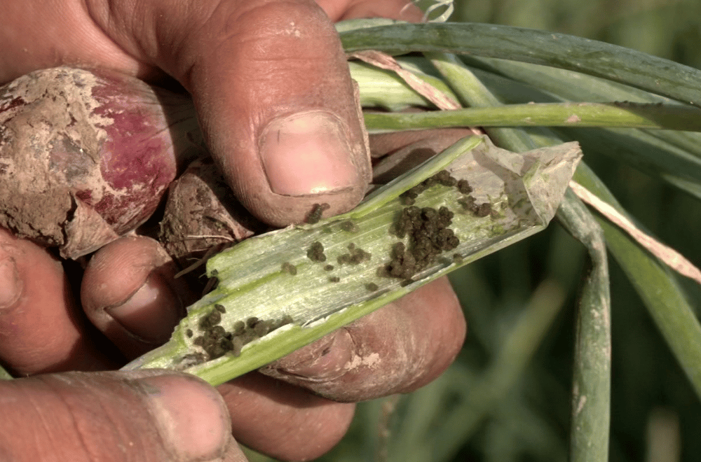 Photo via GMA Regional TV One North Central Luzon