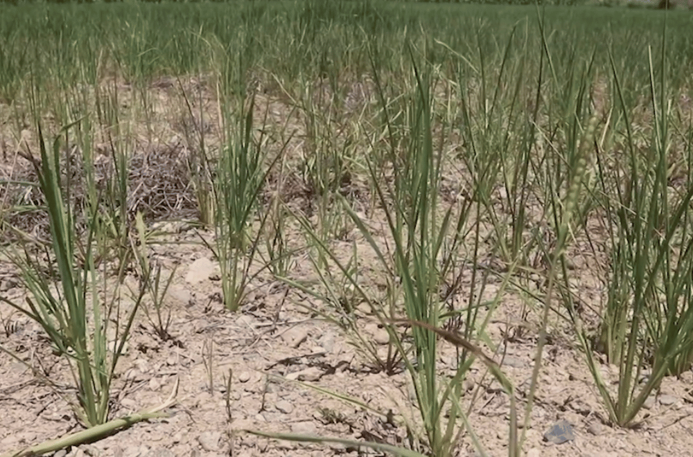 Image via GMA Regional TV One North Central Luzon