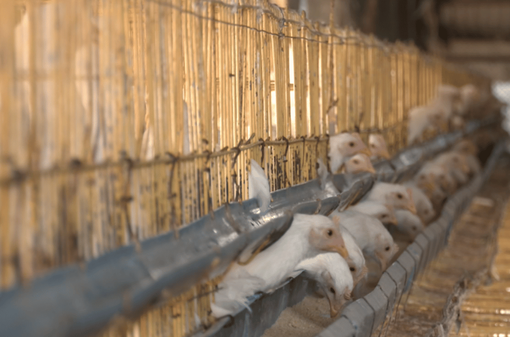 Image via GMA Regional TV One North Central Luzon