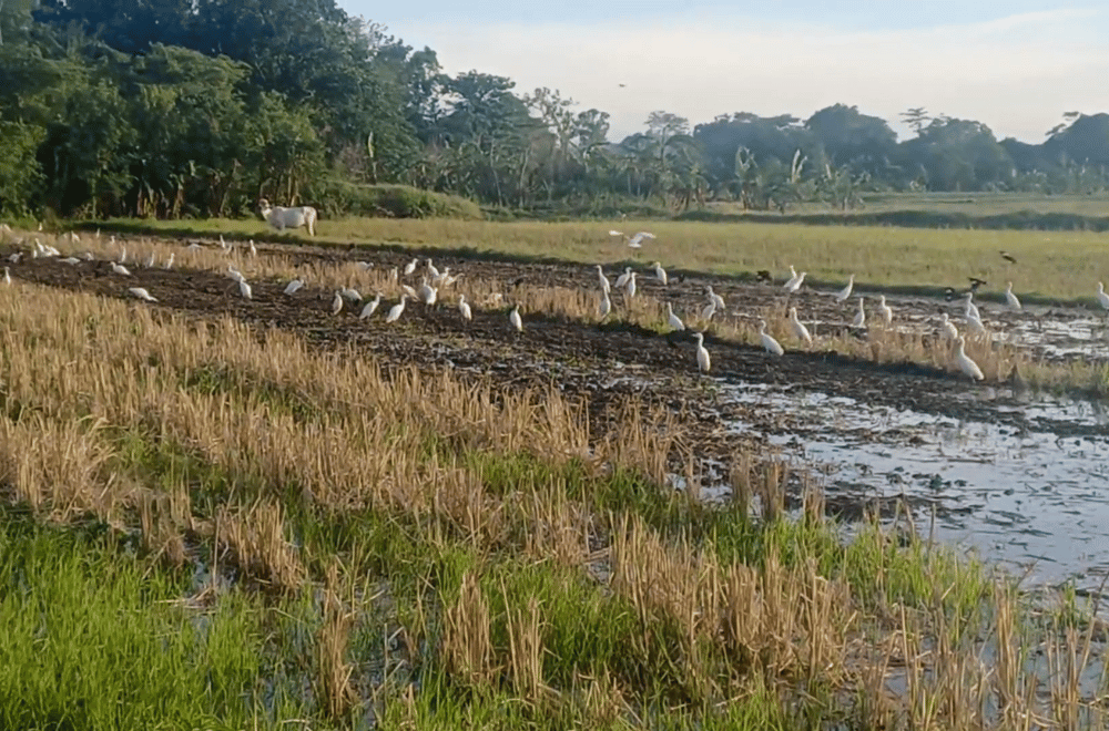 Photo via GMA Regional TV One North Central Luzon