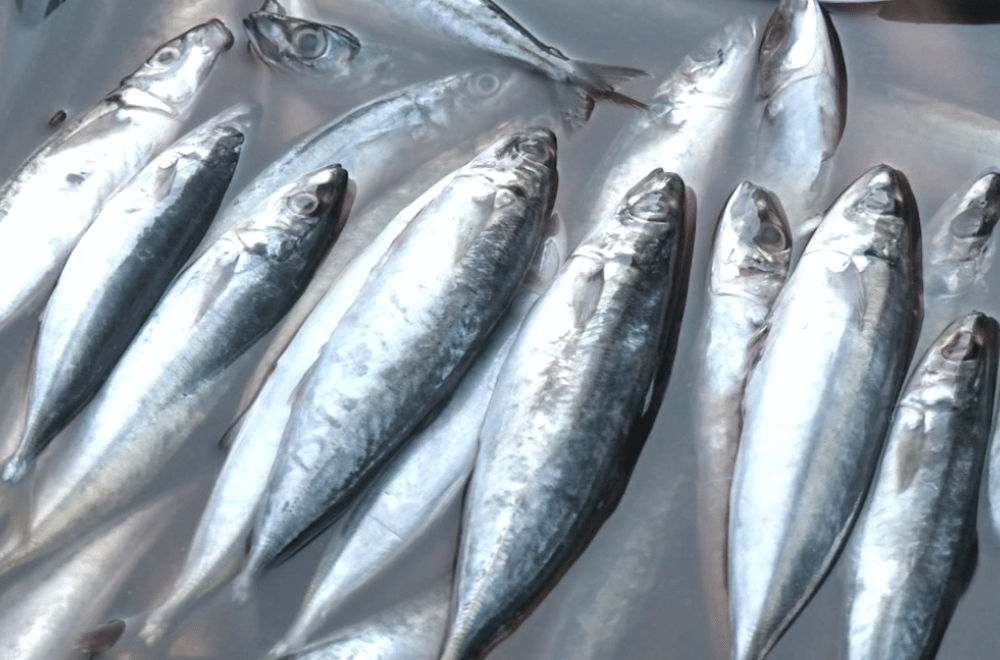 Image via GMA Regional TV One North Central Luzon