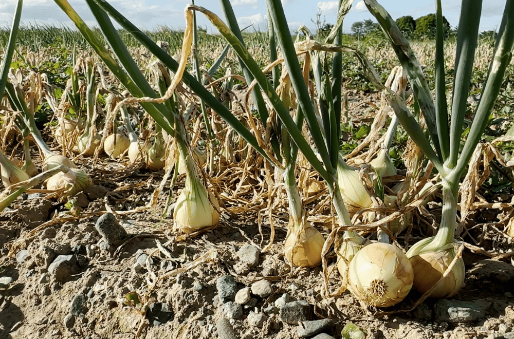 Photo via GMA Regional TV One North Central Luzon