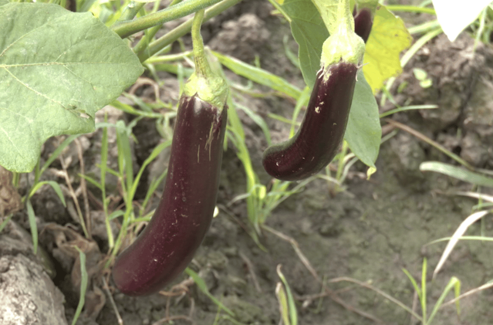 Photo via GMA Regional TV One North Central Luzon