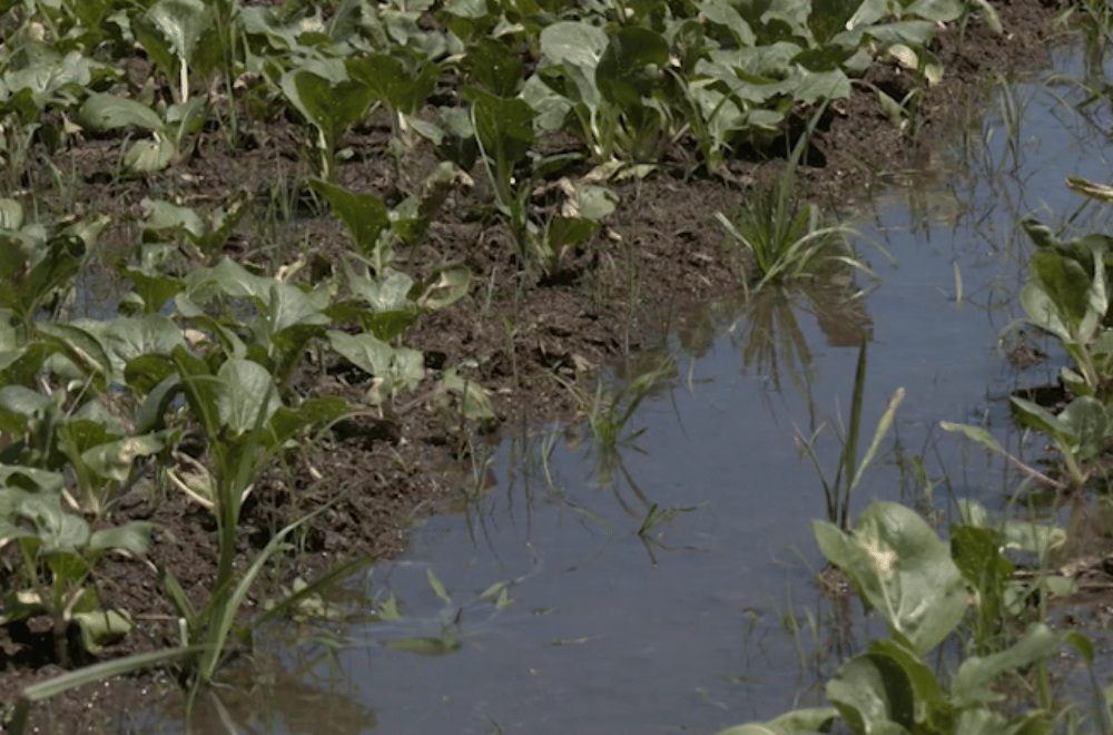 Photo via GMA Regional TV One North Central Luzon