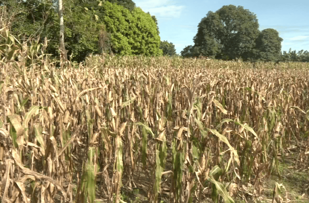 Photo via GMA Regional TV One North Central Luzon