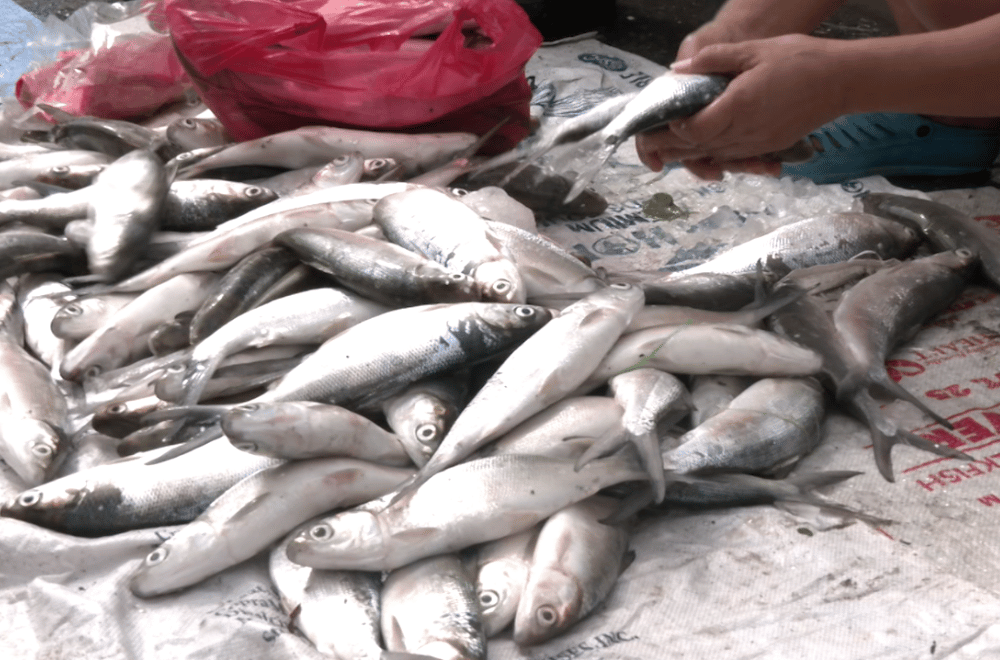 Photo via GMA Regional TV One North Central Luzon