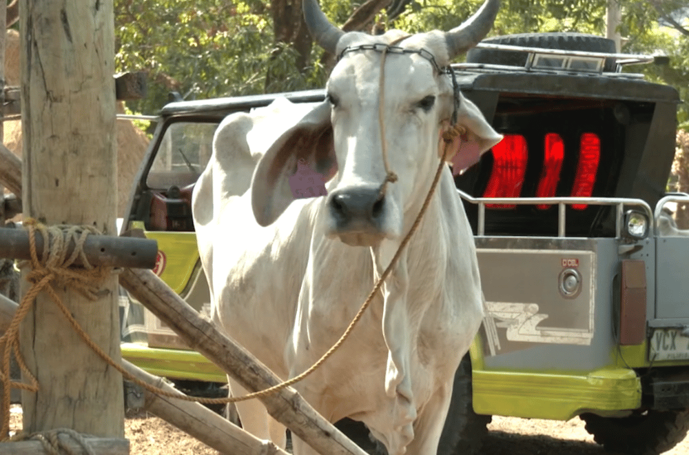 Photo via GMA Regional TV One North Central Luzon