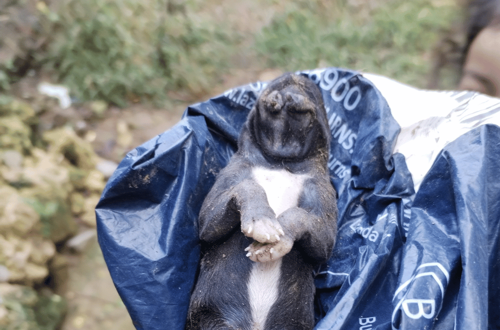 Photo courtesy: Raziel Doctor-Sercado