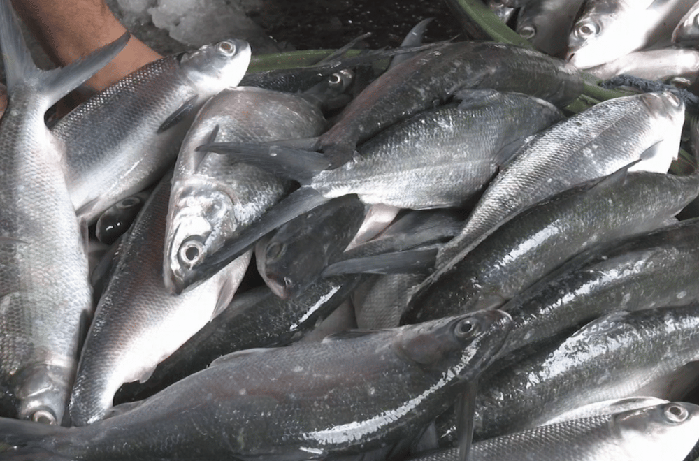 Photo via GMA Regional TV One North Central Luzon