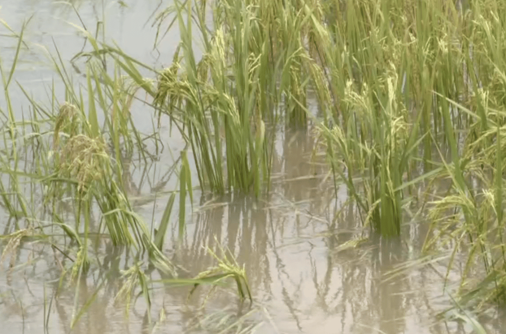 Photo via GMA Regional TV One North Central Luzon