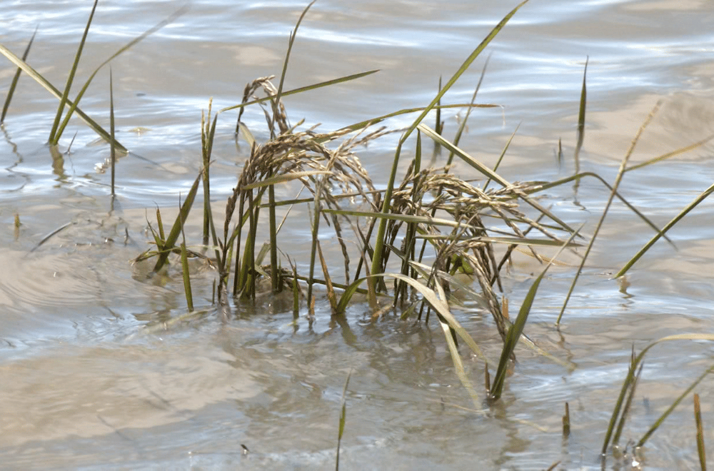 Photo via GMA Regional TV One North Central Luzon