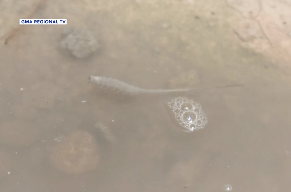 Photo via GMA Regional TV One North Central Luzon