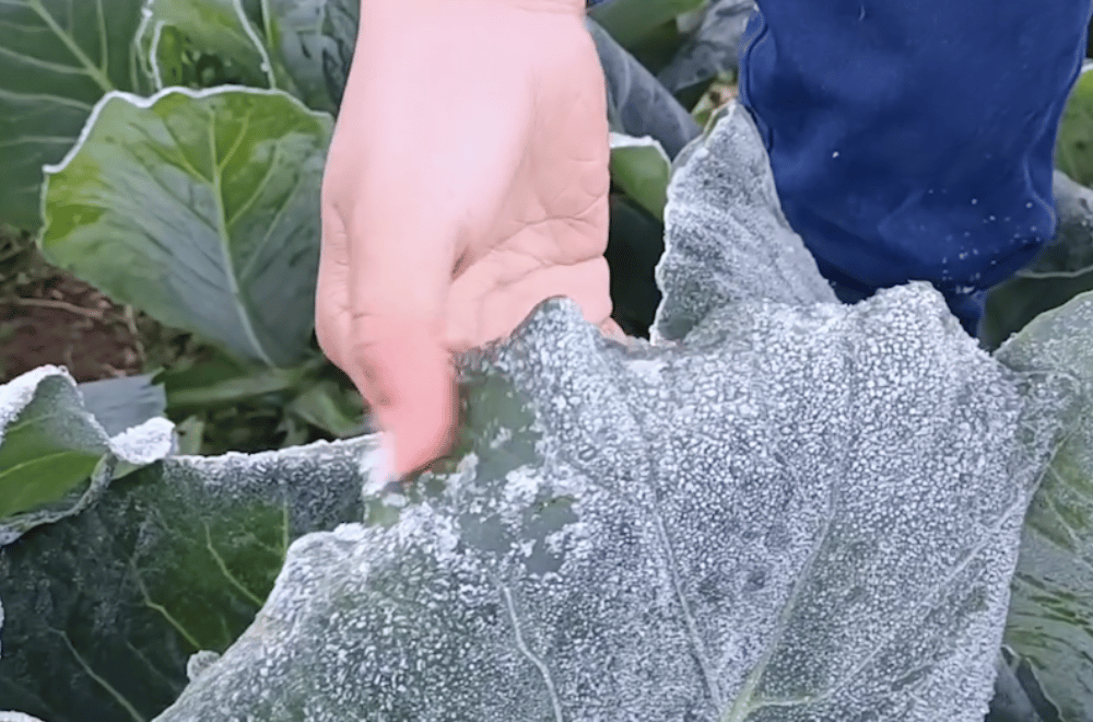 Photo via GMA Regional TV One North Central Luzon