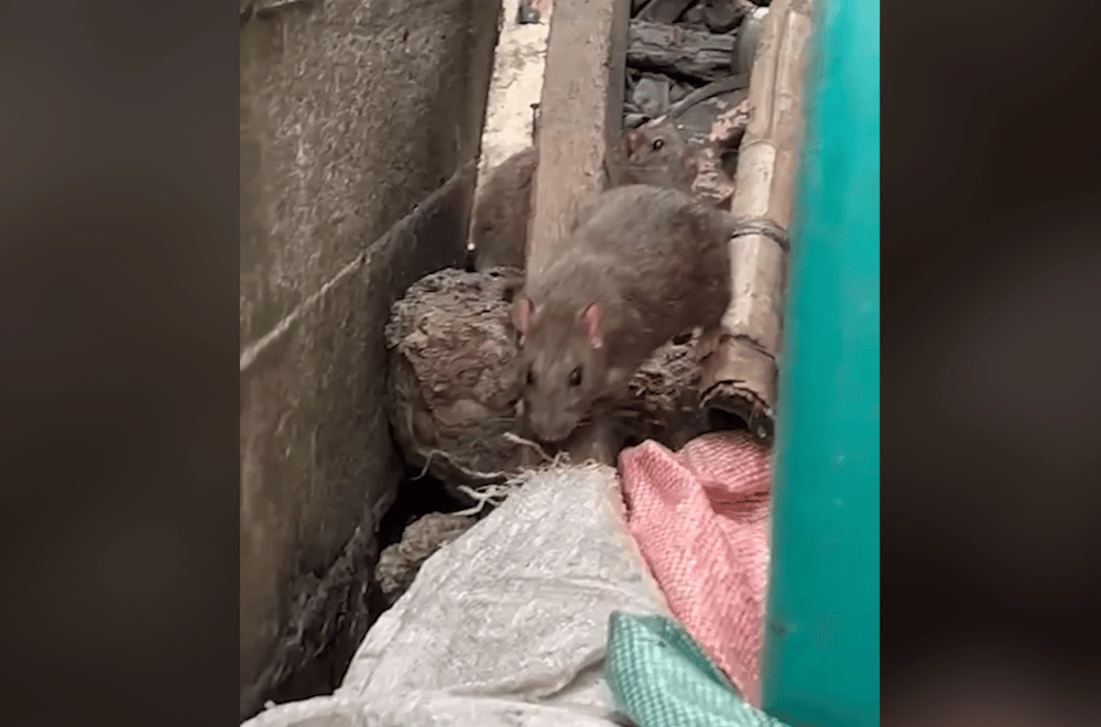 Photo via GMA Regional TV One North Central Luzon