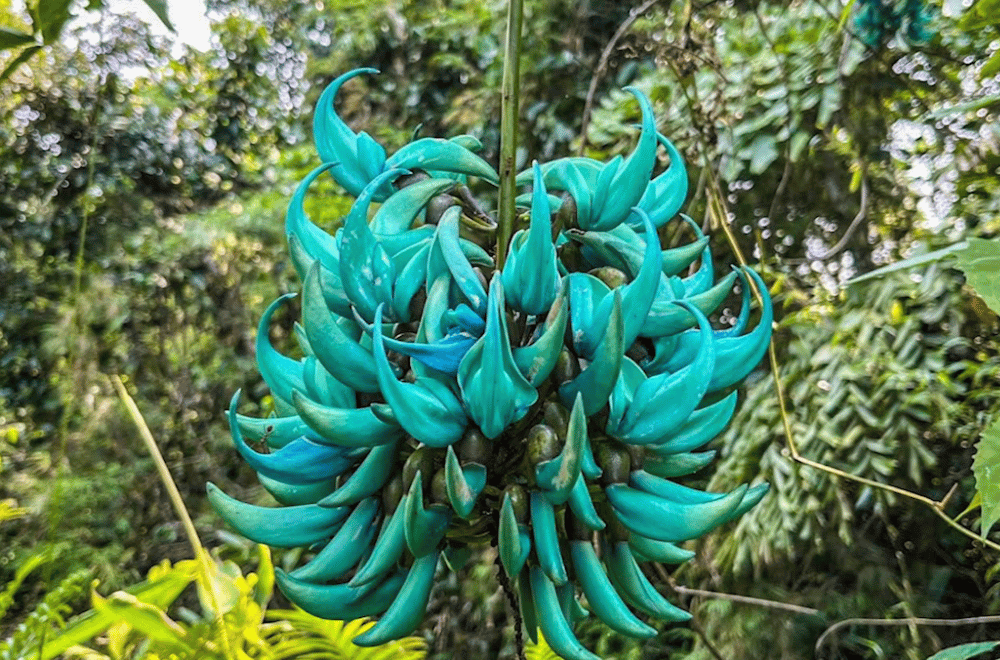 Photo courtesy of CENRO-ALCALA/PIO FREDERIC TOMAS