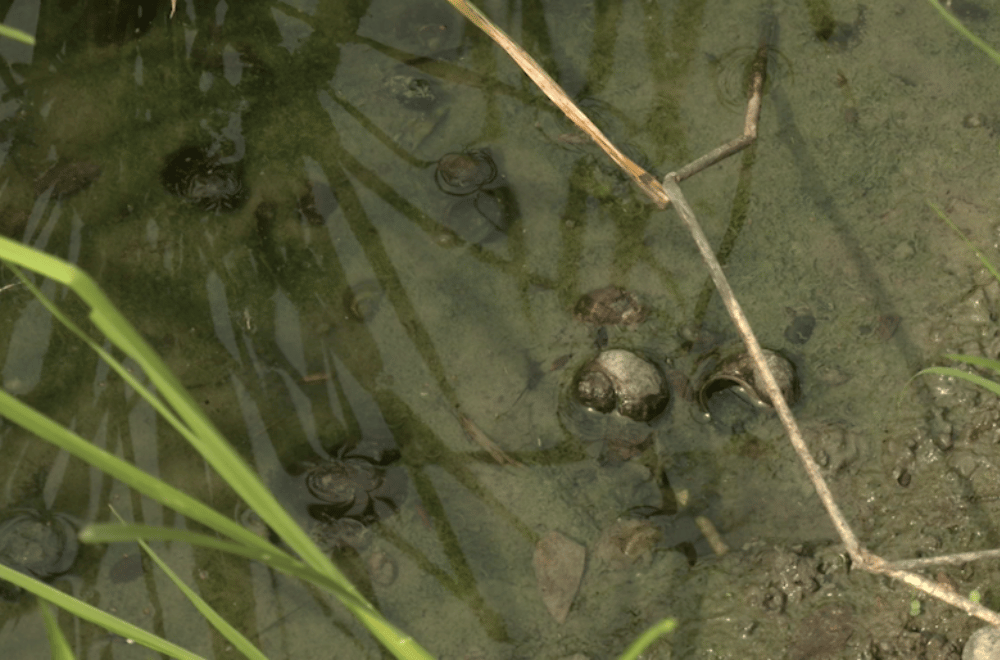 Photo via GMA Regional TV One North Central Luzon