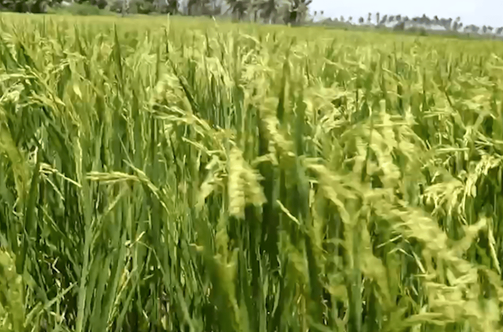 Image via GMA Regional TV One North Central Luzon