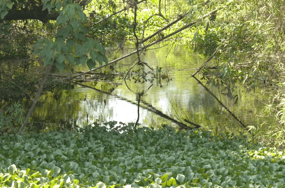 Photo via GMA Regional TV One North Central Luzon