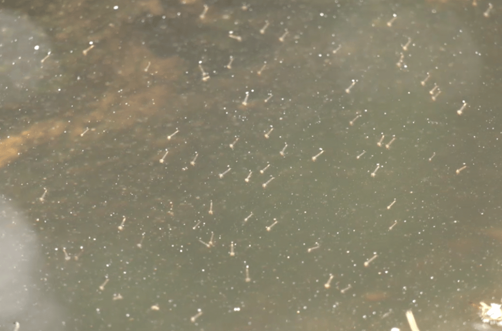 Photo via GMA Regional TV One North Central Luzon