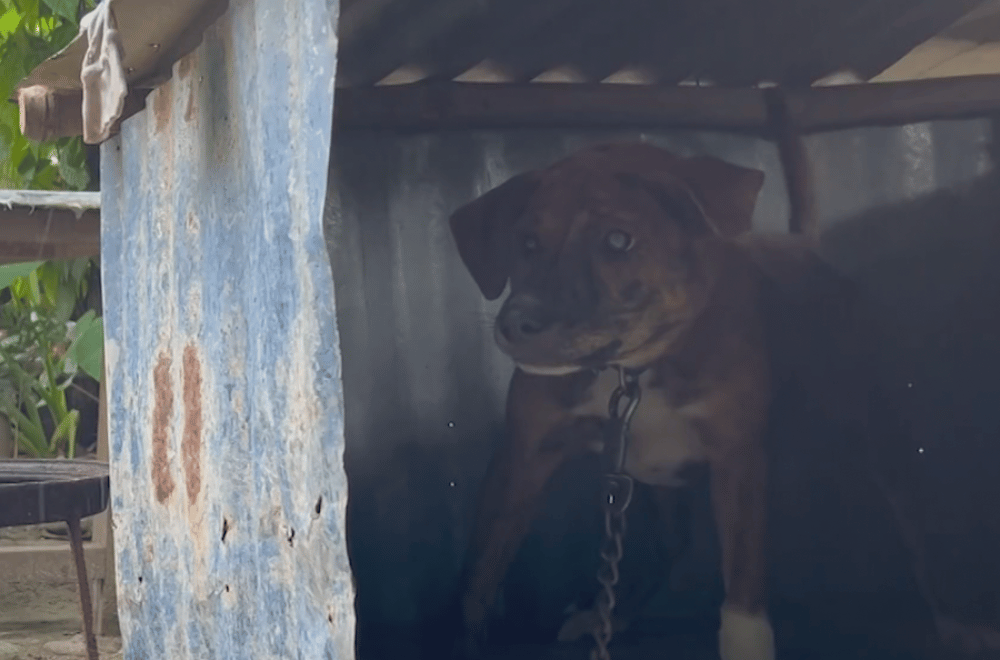 Photo courtesy: Animal Kingdom Foundation / CIDG