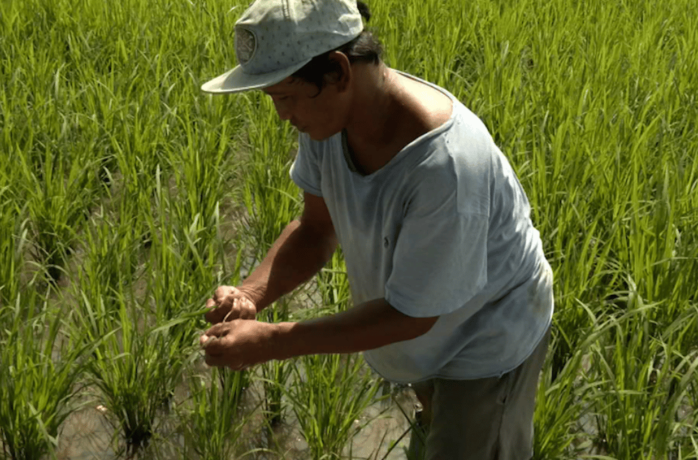 Photo via GMA Regional TV One North Central Luzon