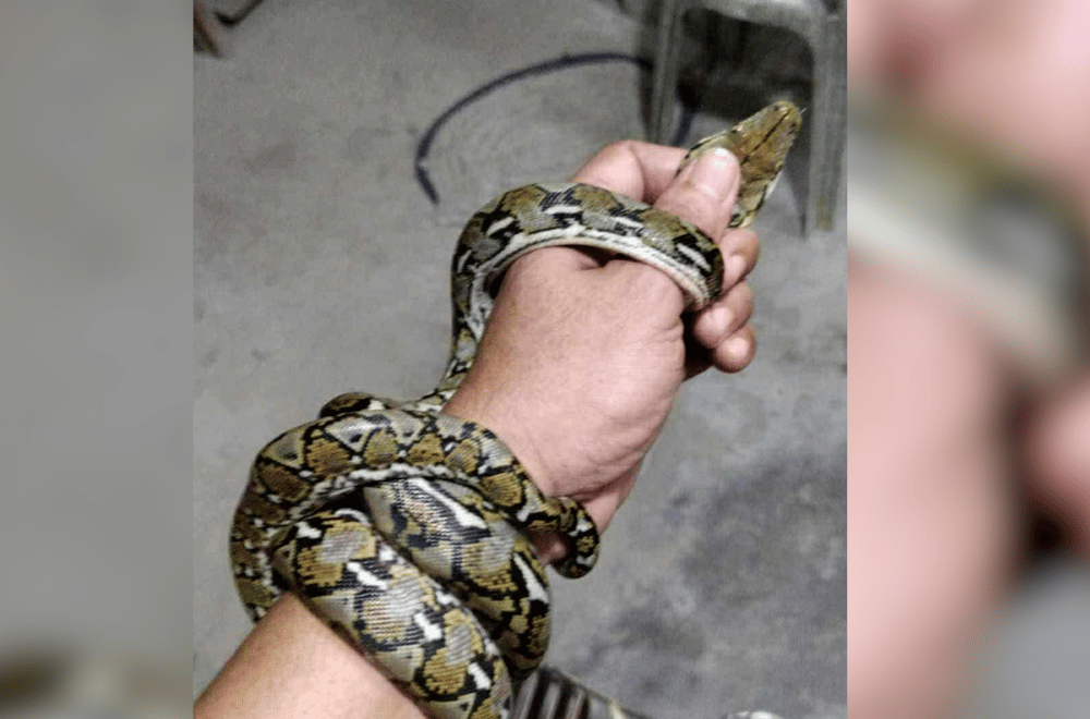 Photo via GMA Regional TV One North Central Luzon