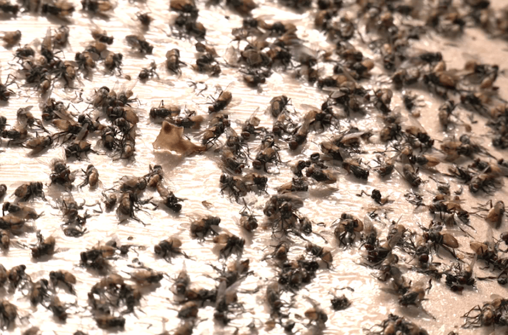 Photo via GMA Regional TV One North Central Luzon