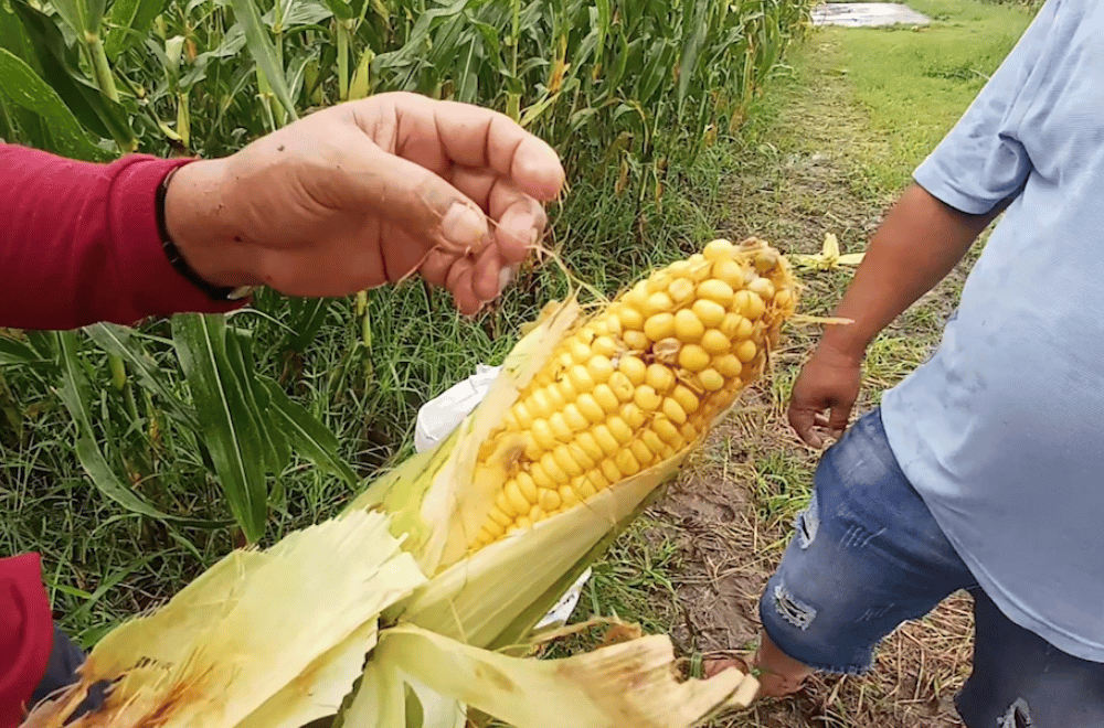 Photo via GMA Regional TV One North Central Luzon