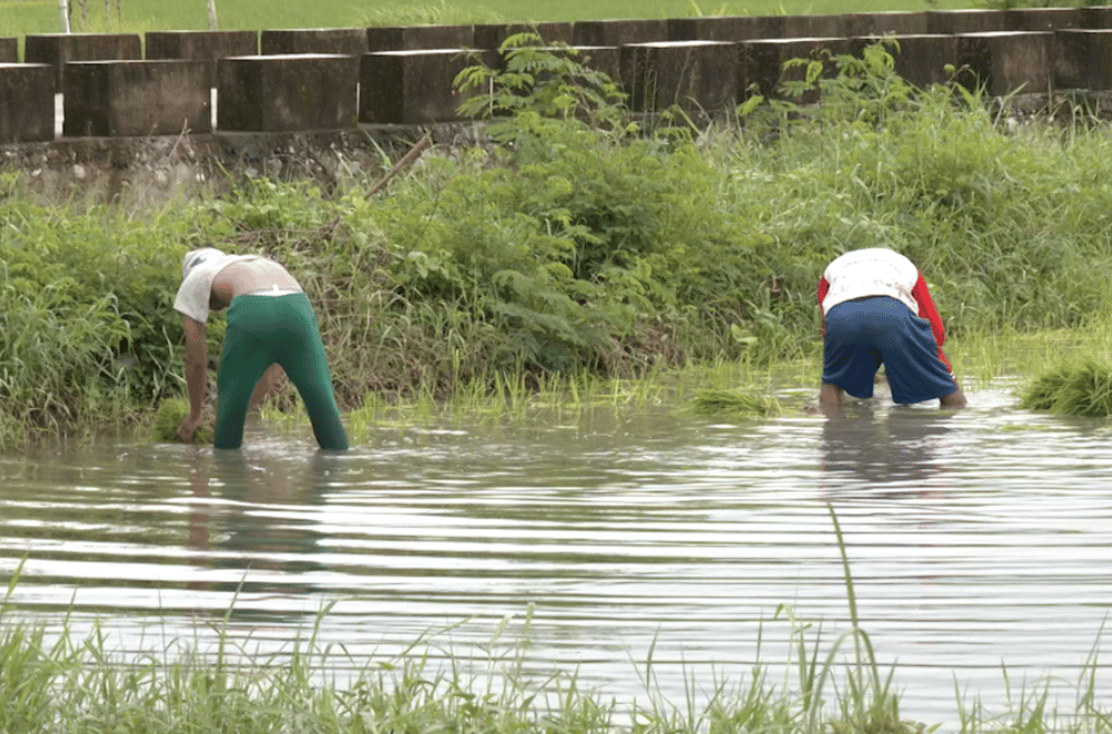 Photo via GMA Regional TV One North Central Luzon