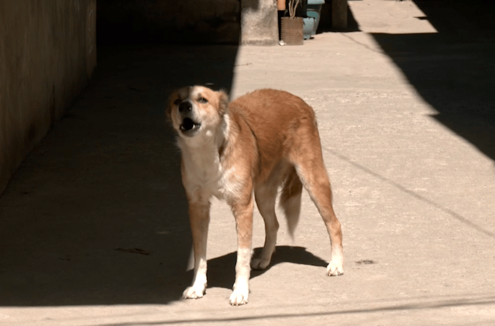 Photo via GMA Regional TV One North Central Luzon