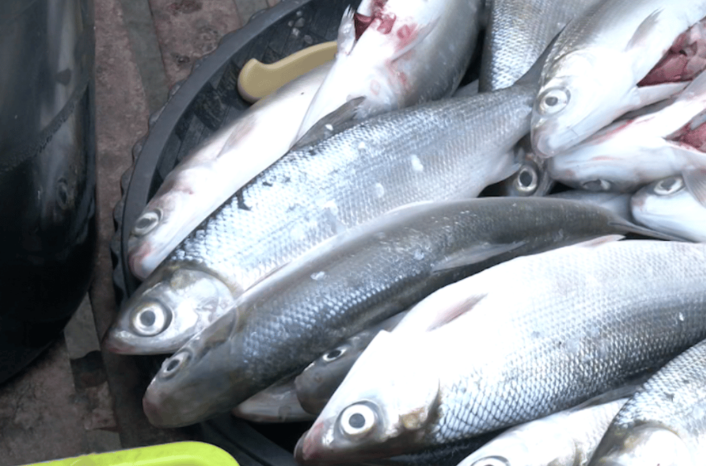 Photo via GMA Regional TV One North Central Luzon