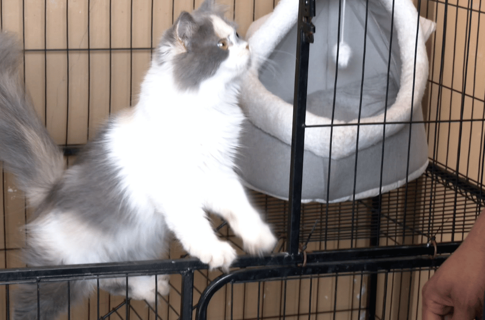 Photo via GMA Regional TV One North Central Luzon