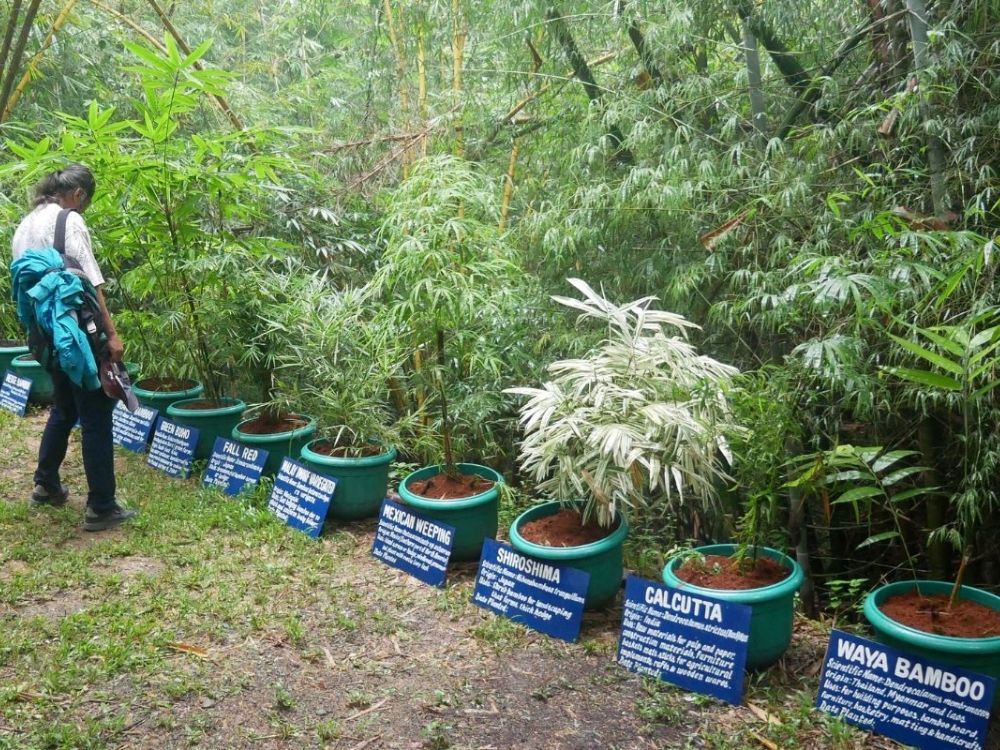 A participant during a learn-and-earn seminar at the Carolina Bamboo Garden in 2023