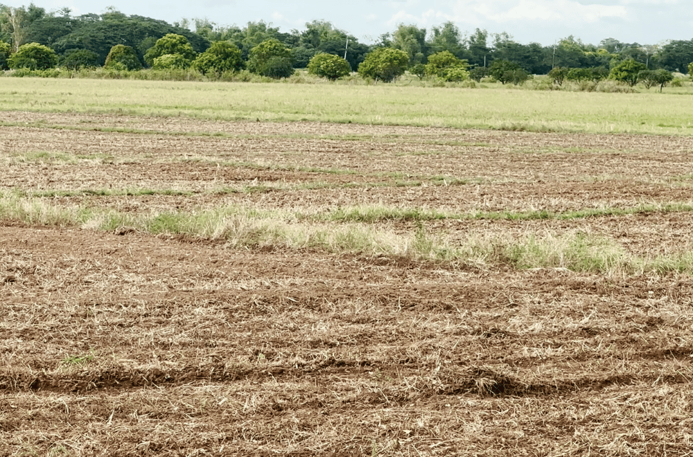 Photo courtesy: NIA-UPRIIS Division 5