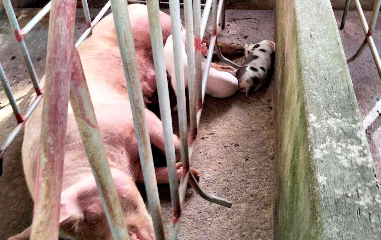 Image via GMA Regional TV Balitang Southern Tagalog