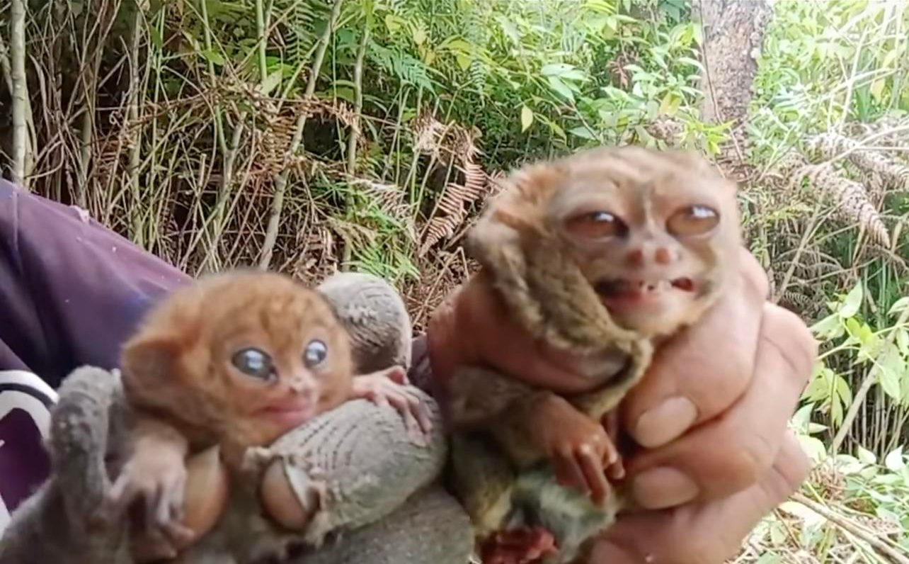 Man in viral tarsier video 'sorry' but stands by action