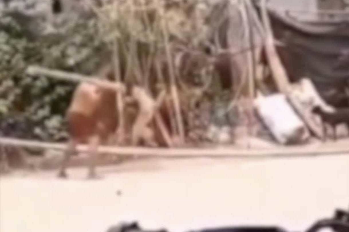 Image from video courtesy of Roxas Animal Welfare Society