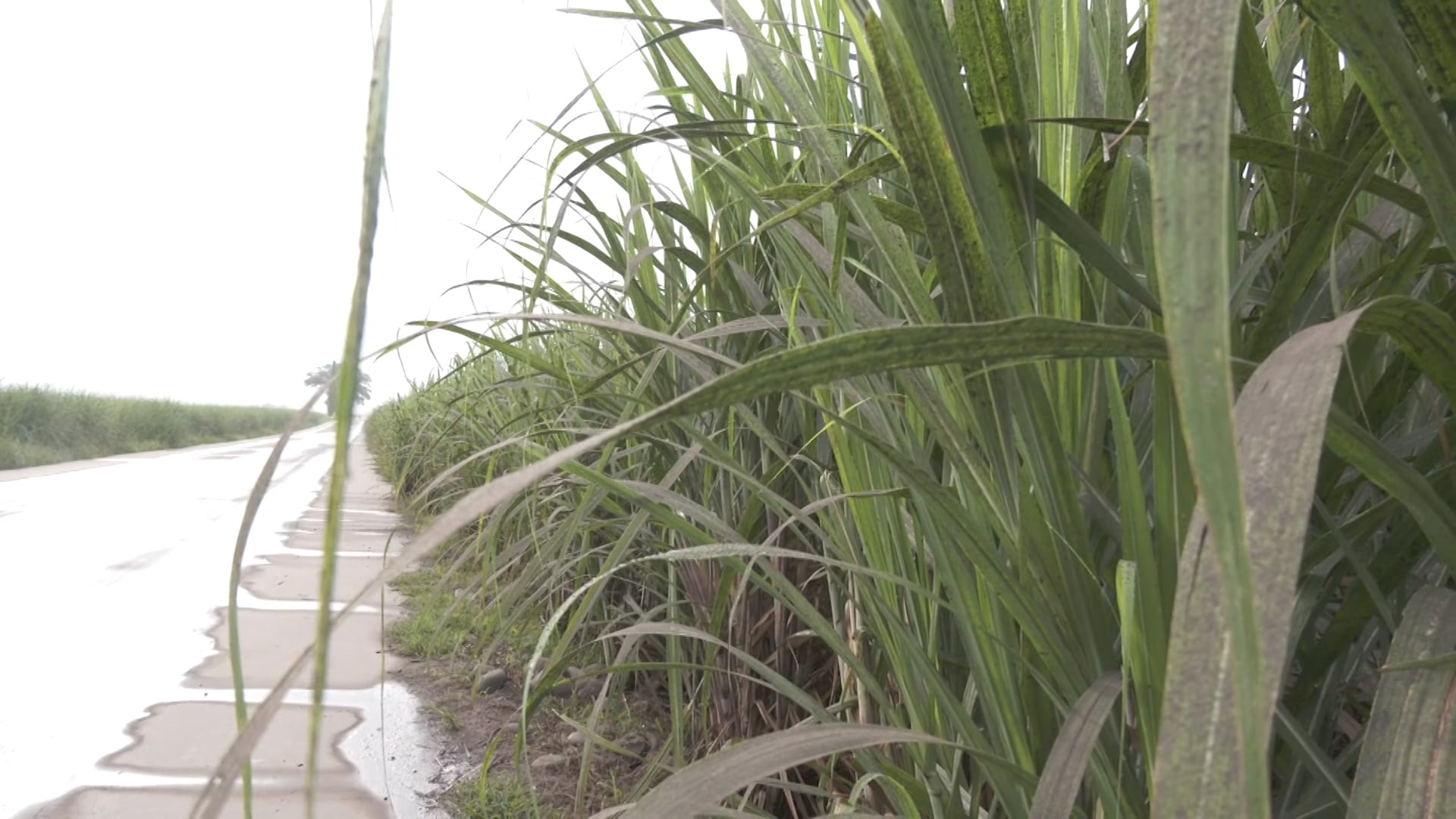 File photo/GMA Regional TV One Western Visayas