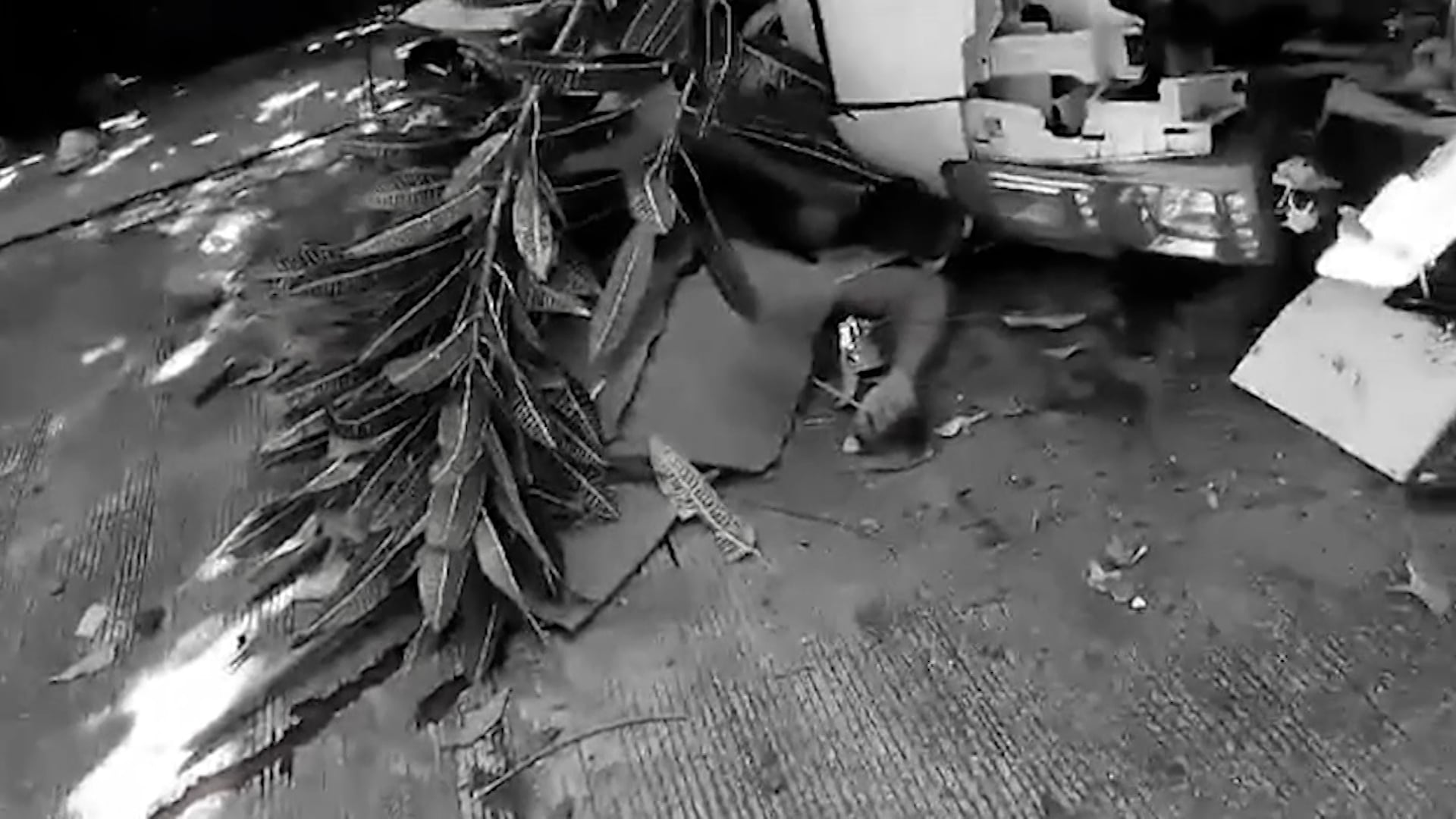 Image from Roda Bernardo's video