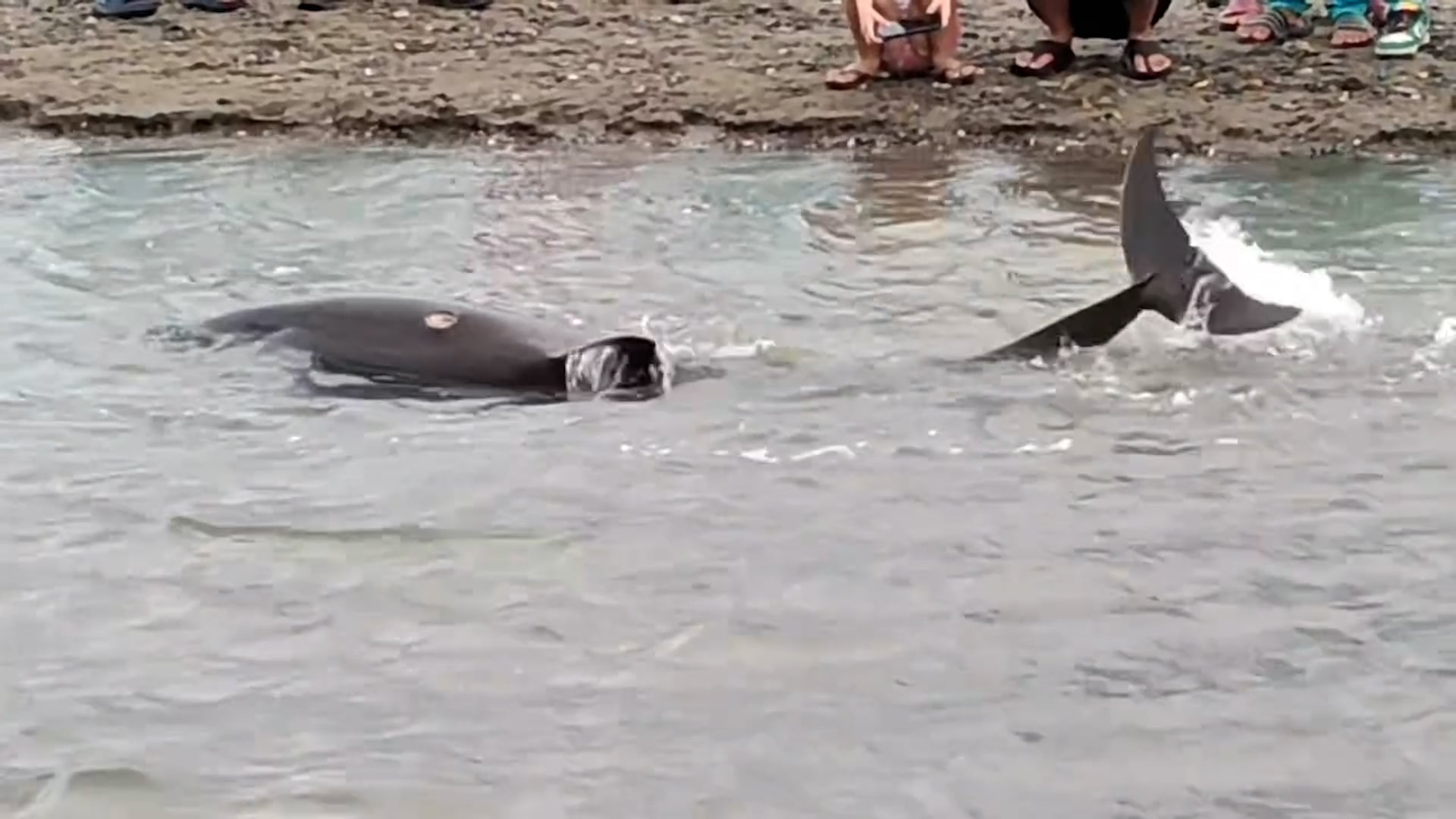 Image from Rexfel Trivilegio's video