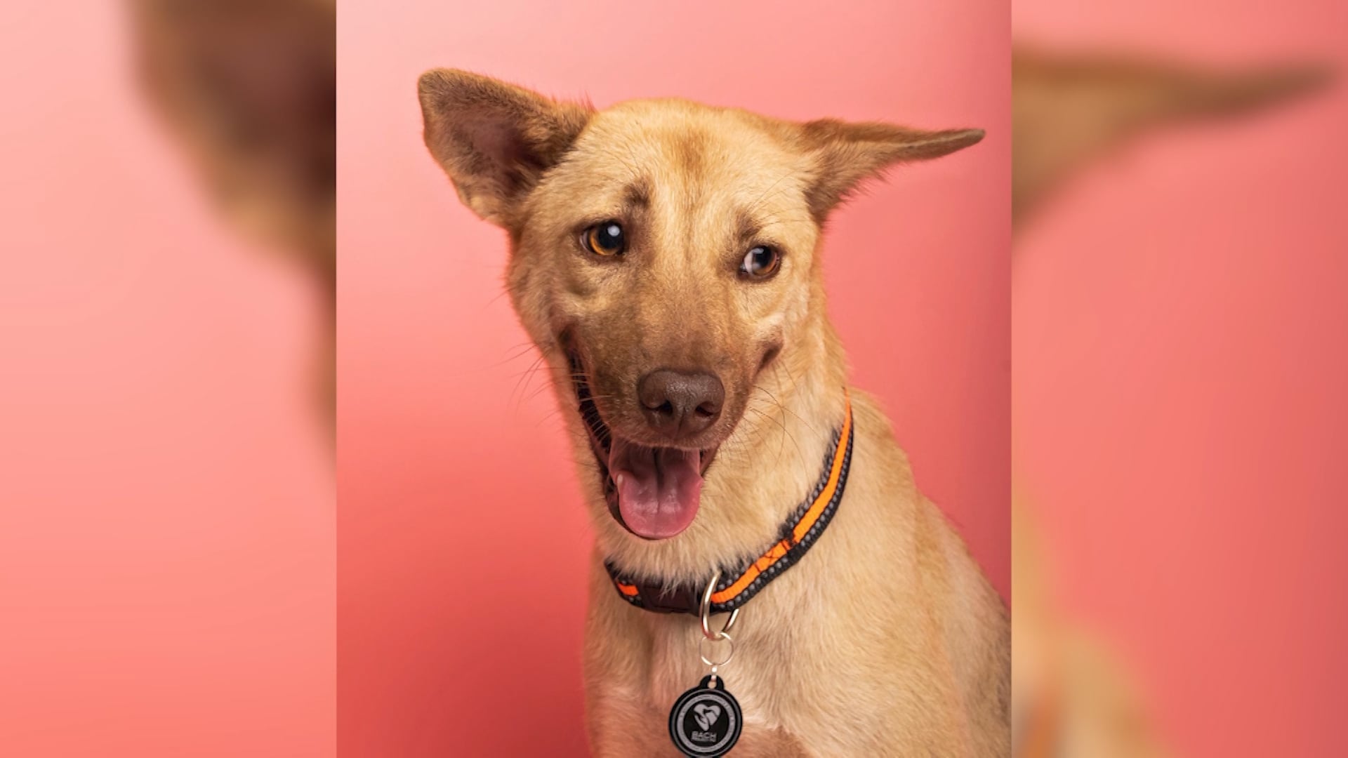 Image courtesy: Bacolod Animal Chance & Hope Project PH