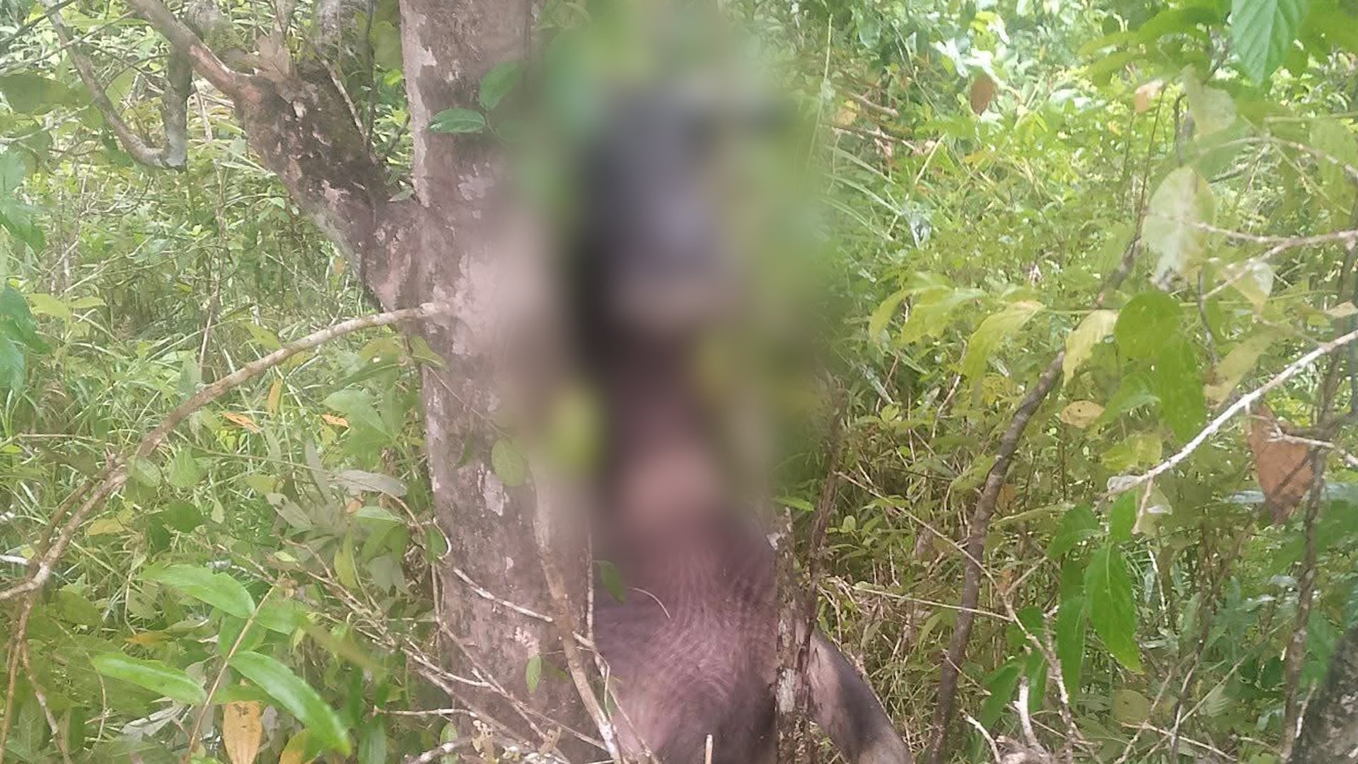 Image from video courtesy of Marybel Salcedo