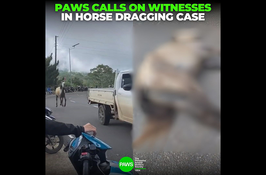 Card from PAWS Facebook