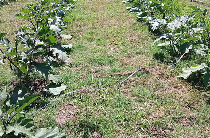 Photo courtesy: Patnongon MPS via GMA Regional TV One Western Visayas