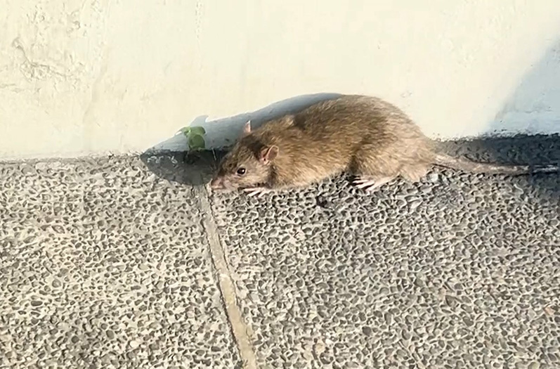 Image via GMA Regional TV One Western Visayas