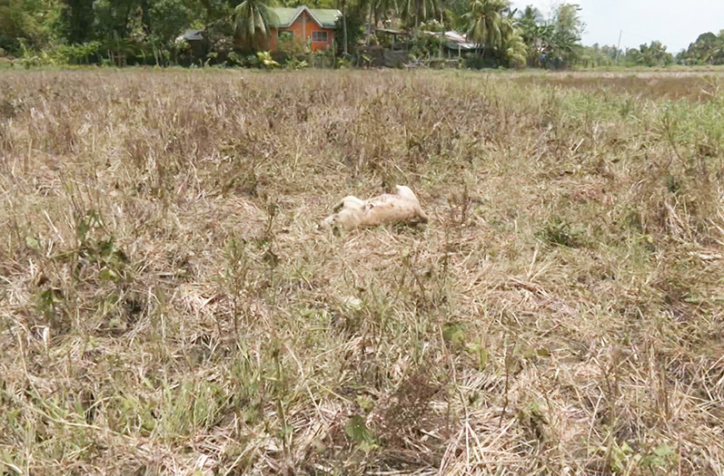 Image via GMA Regional TV One Western Visayas