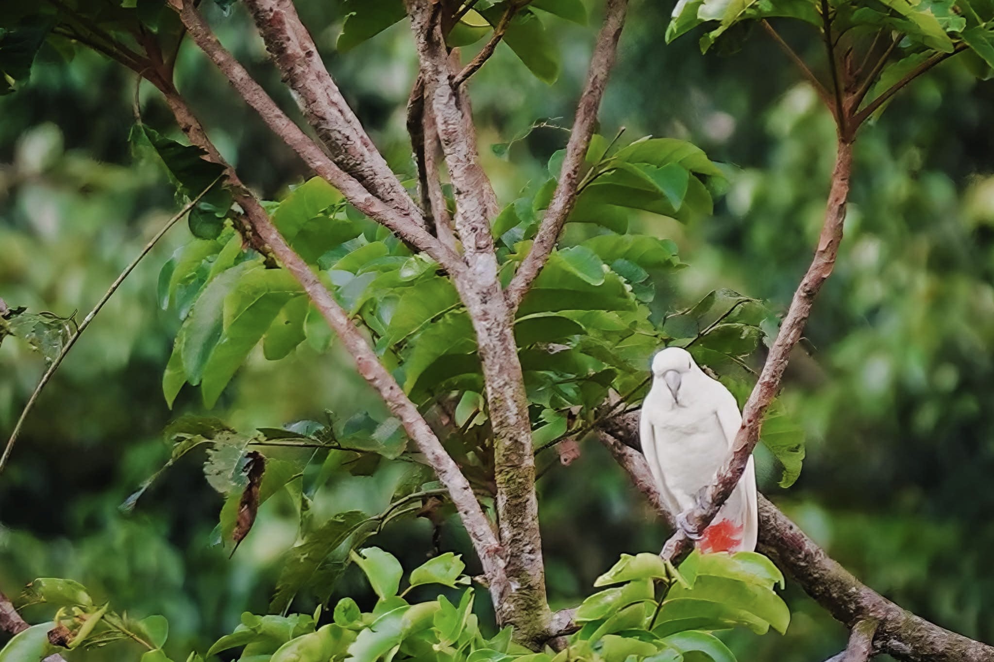 Image courtesy: Eduardo Fidel/DENR 7