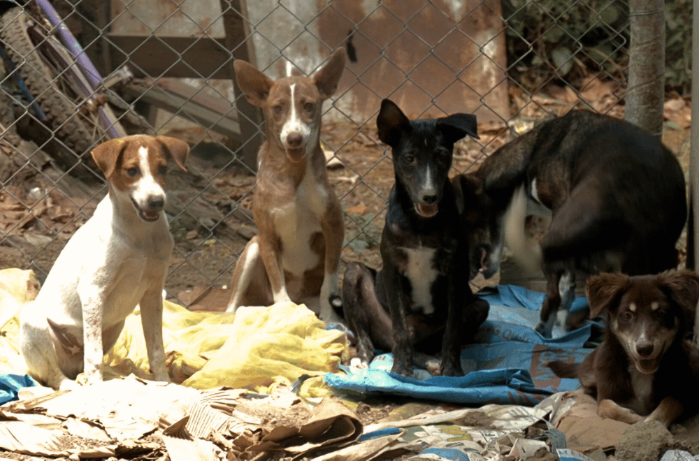 Photo via Balitang Southern Tagalog