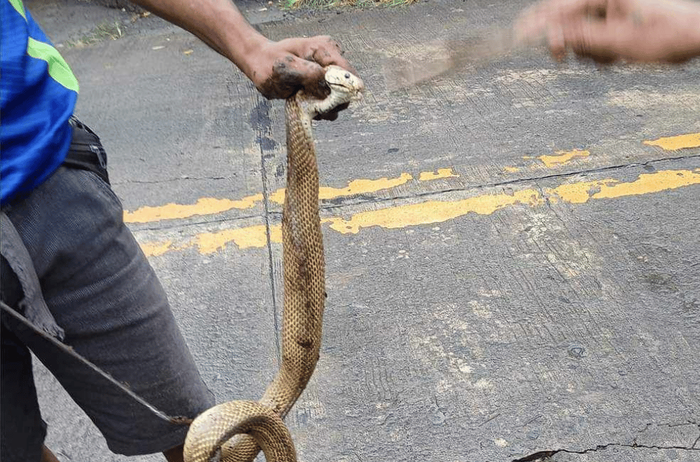 Photo Courtesy: Alex San Jose